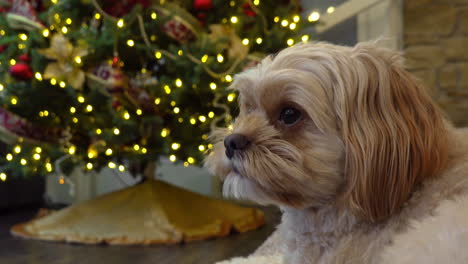 Hundegesicht-Aus-Nächster-Nähe-Mit-Verschwommenem-Weihnachtsbaumhintergrund