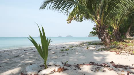 white sand beach with young coconut palm tree and ocean in background