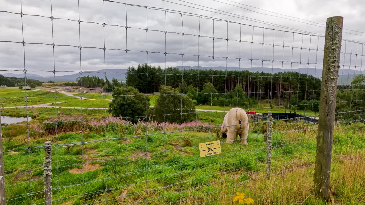 Polar bear walks near electric fence in grassy enclosure, overcast daylight, wide static shot