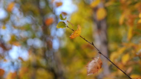 close-up of an autumnal branch with orange leaf on blurred background in a forest