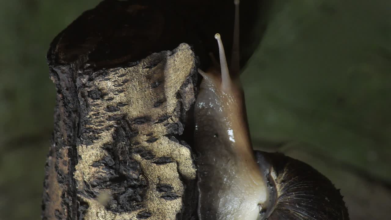 el caracol gigante africano que se arrastra lentamente en un terrario - achatina fulica