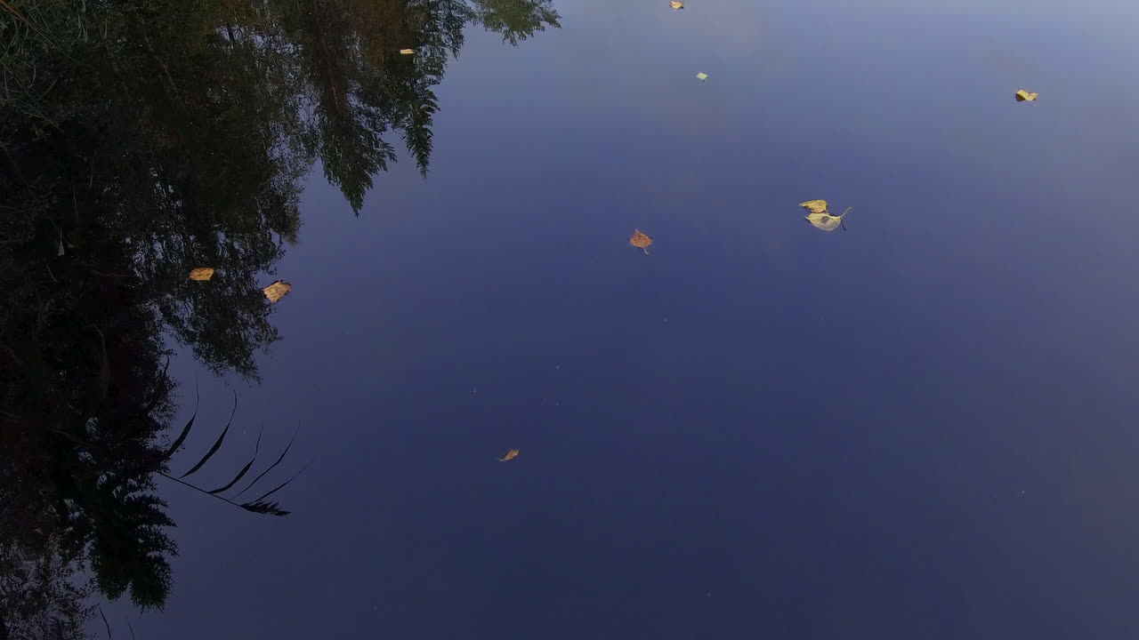 강에 천천히 떠 있는 자작나무 잎