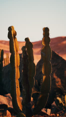 closeup of cactus plants in desert landscape at sunset