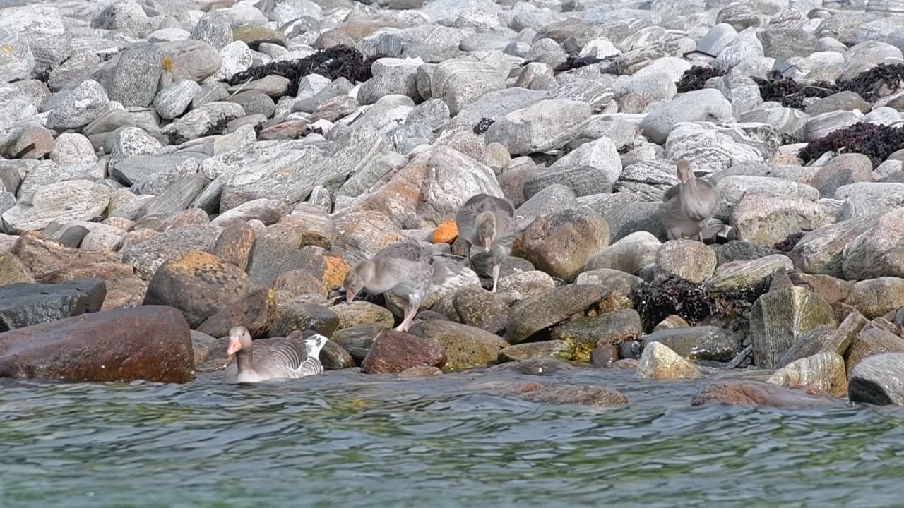 la madre ganso gris lleva a su cría a un estanque de agua