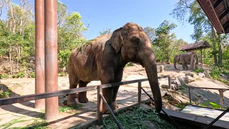 elephants interacting in a natural zoo habitat