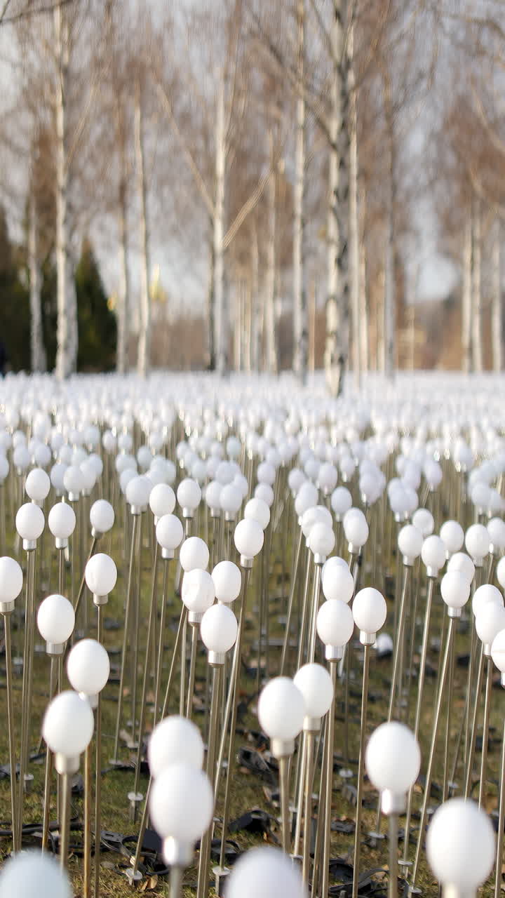Field of Lights Art Installation with Birch Trees