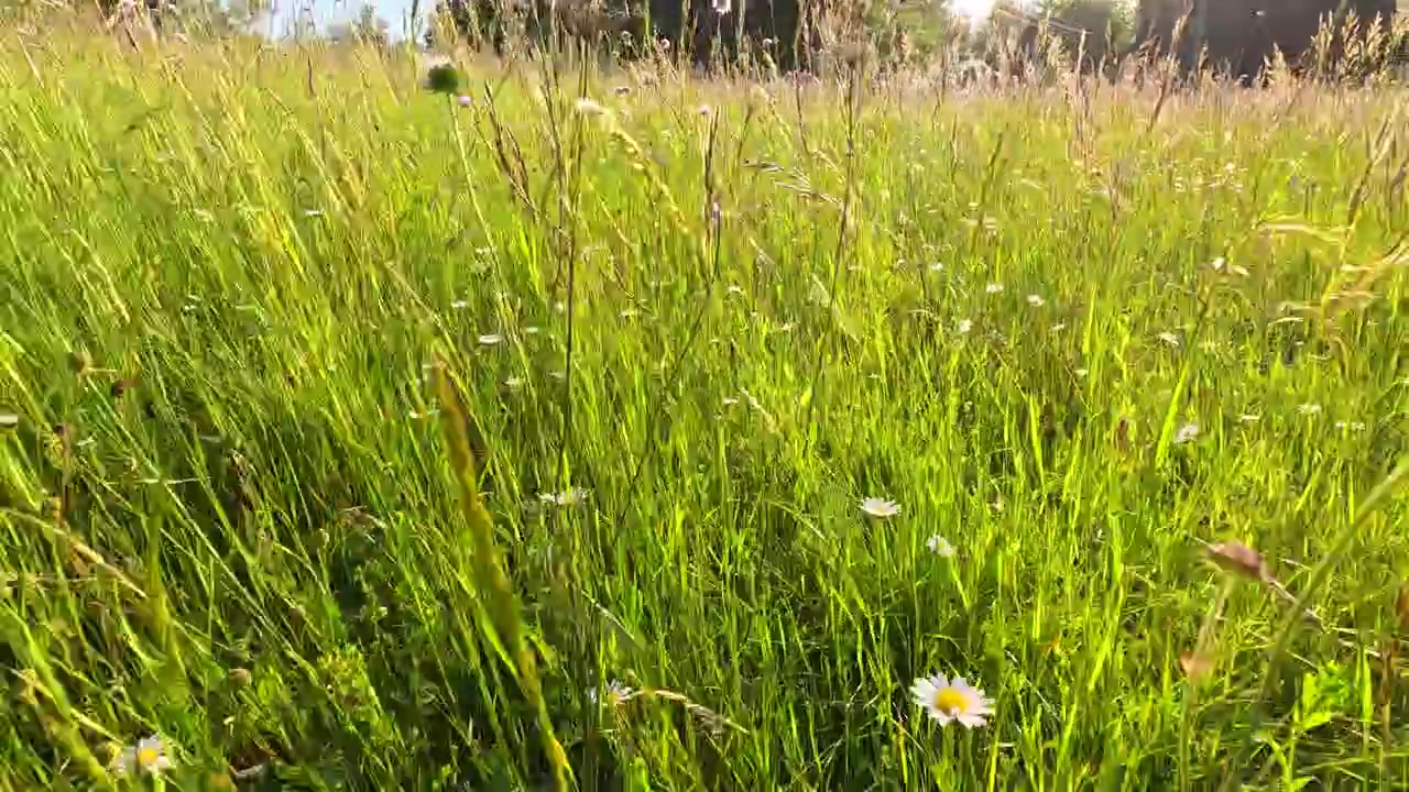 Sluncem zalité pole zelené trávy a kvetoucích lučních květin zachycené stabilním pohybem ruční kamery