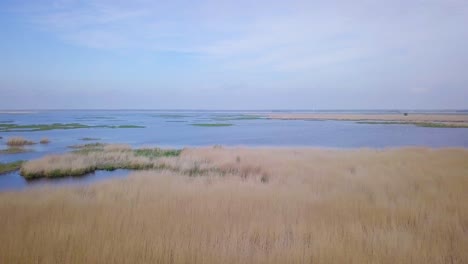 aerial view of the lake overgrown with brown reeds and blue water, lake liepaja, latvia, sunny day, calm weather, wide angle drone dolly shot moving right