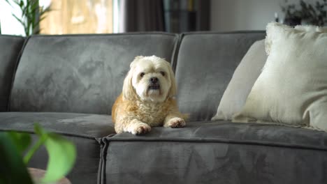 white shih tzu boomer dog sits on sofa, looks toward window