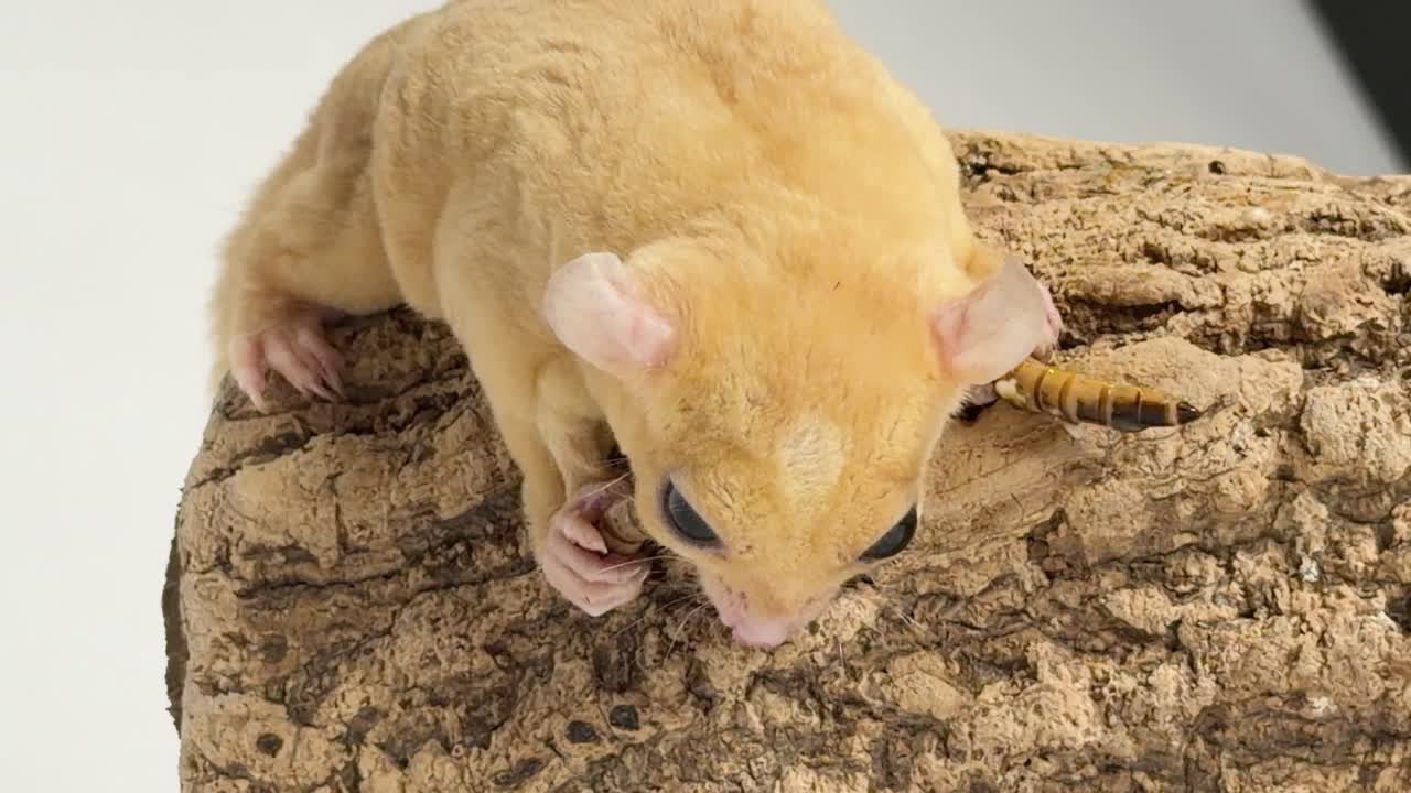 Un petauro dello zucchero dorato rosicchia un verme vivo su corteccia di sughero sotto una luce intensa da studio