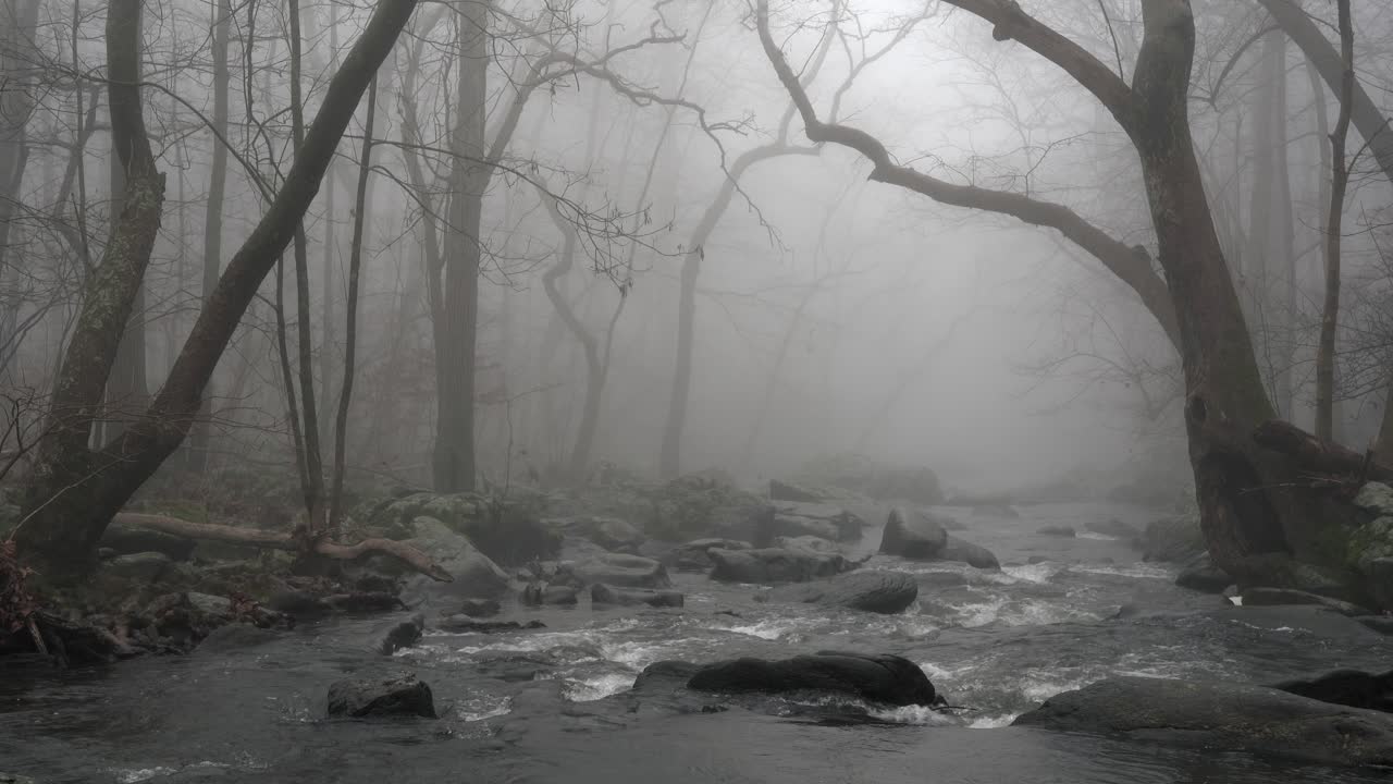 A river in the forest on a very foggy morning with trees leaning over the river