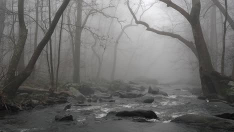 a river in the forest on a very foggy morning with trees leaning over the river