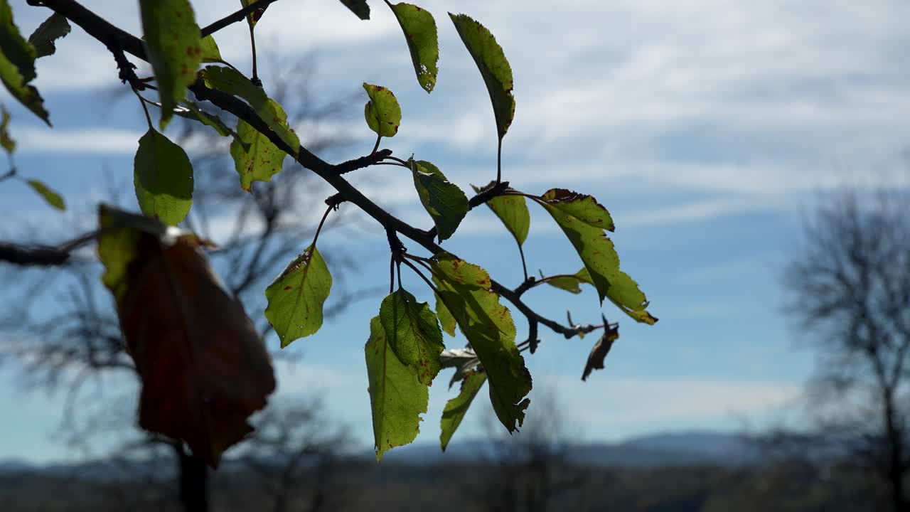 Close-up of a tree branch with leaves against a blue sky