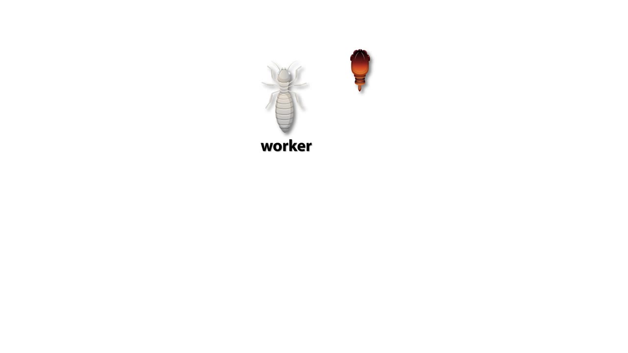 Illustration av termiternas roller och hierarki