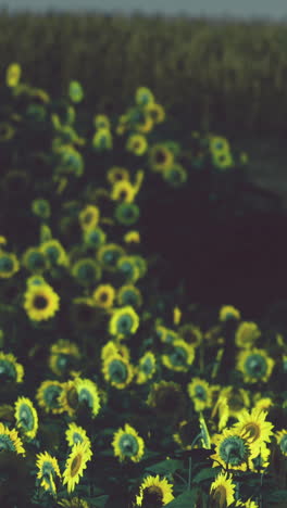 field of sunflowers