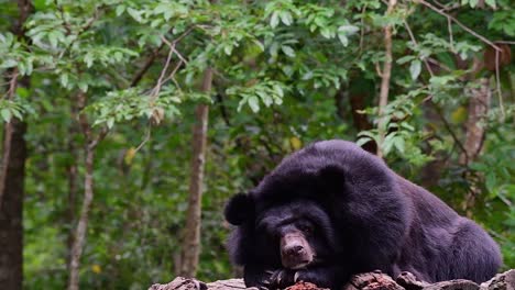 oso malayo a punto de quedarse dormido, helarctos malayanus