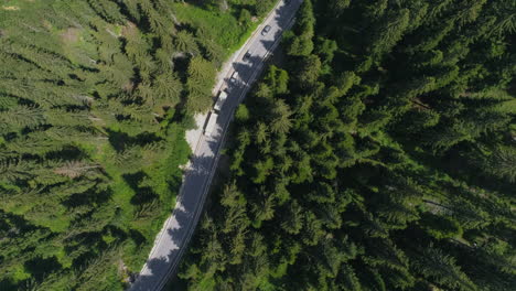 rising above a road surrounded by tall pines