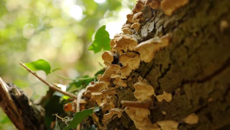 Pilze-Wachsen-Auf-Der-Rinde-Eines-Alten-Baumes