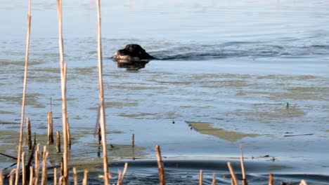 Zeitlupenaufnahme-Eines-Jagdhundes,-Der-Mit-Einer-Ente-Zurück-Zum-Ufer-Schwimmt