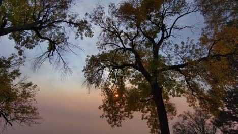 un sol cubierto de humo al final de la tarde mientras un dron vuela justo debajo del dosel de los árboles a fines del otoño