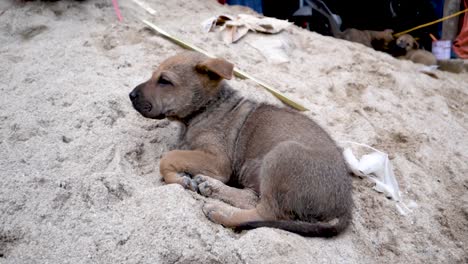 Puppies-playing-and-digging-through-trash-for-food,-along-side-the-street-in-northern-Vietnam