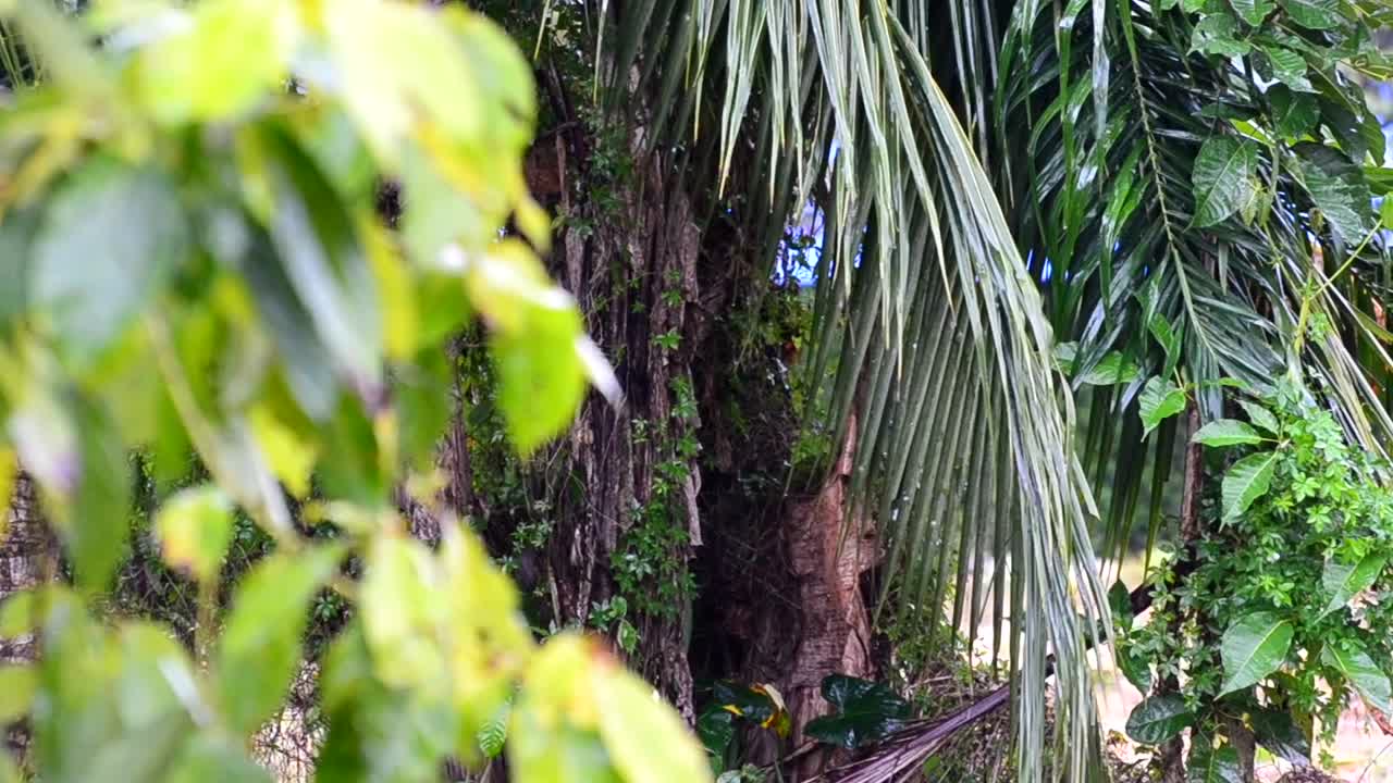 флора центральной америки запечатлена во время муссонного дождя в формате full hd