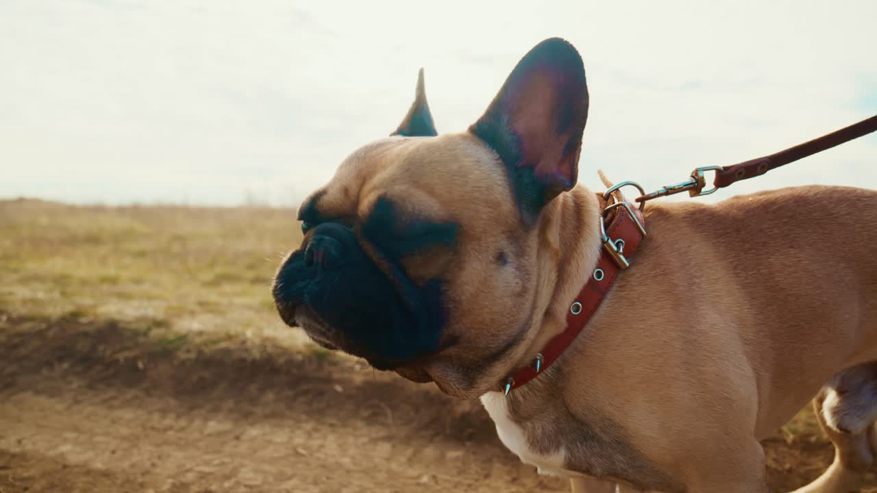 Un vivace bulldog francese si gode una passeggiata panoramica all'aperto, mettendo in mostra le sue caratteristiche uniche e la sua natura giocosa in una splendida cornice naturale con erba soffice e cielo azzurro.