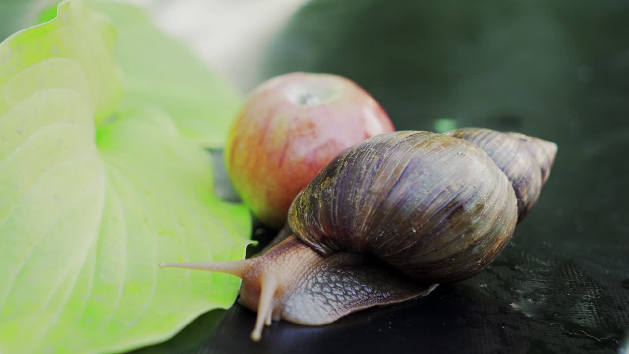 Snail crawling on green leafs. Hiding and letting out tentacles. Close up.