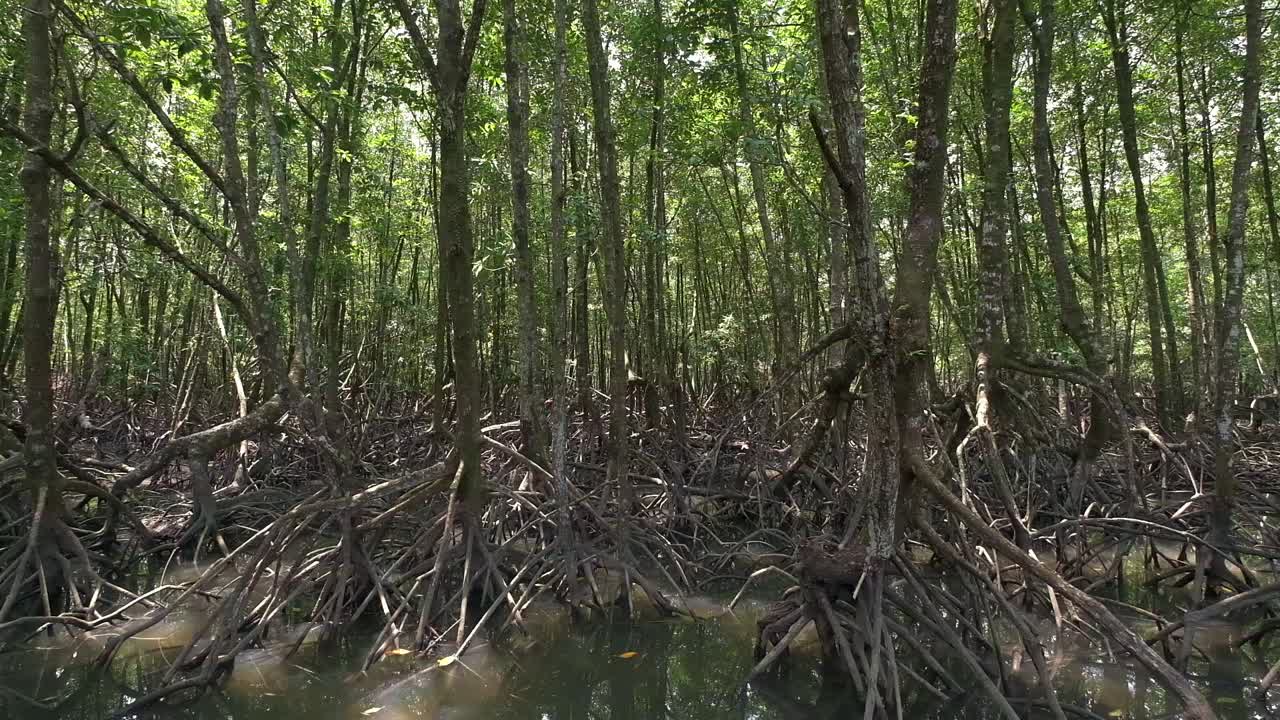 울창한 맹그로브 숲의 느린 틸트 업 샷