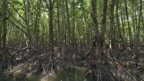 tiro lento inclinado hacia arriba del denso bosque de manglar