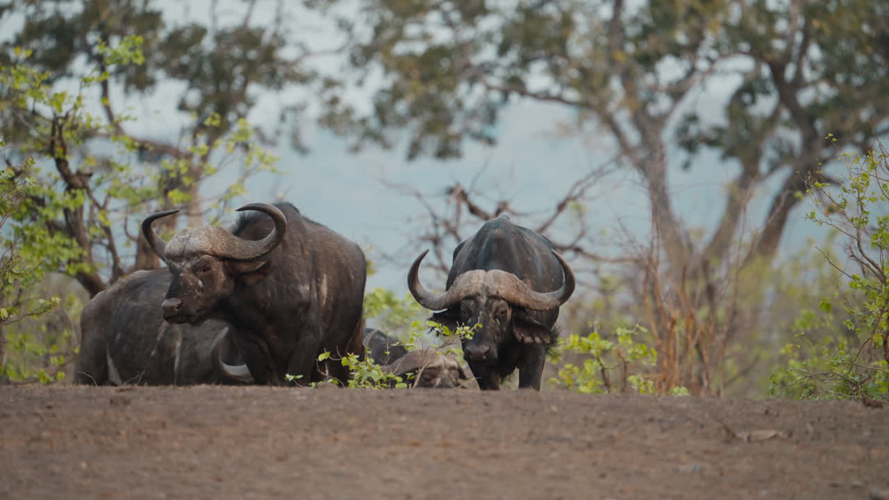 Group of large buffalos walking toward a waterhole in Gonarzhou National Park, Zimbabwe. Telephoto shot capturing their movement in the wild 01