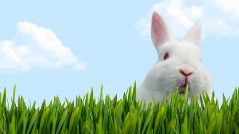 animación del conejo de pascua en la hierba sobre el cielo azul