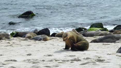 león marino de galápagos rascándose la cabeza con flipper en playa punta beach