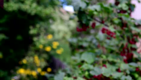 red currant in the village garden.