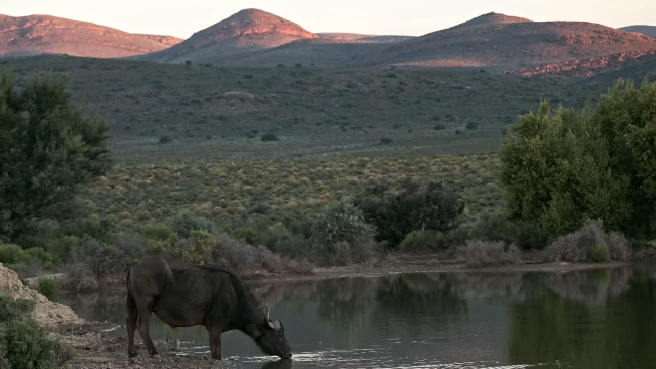 Lone buffalo drinking at a watering hole at dusk in the Klein Karoo of South Africa