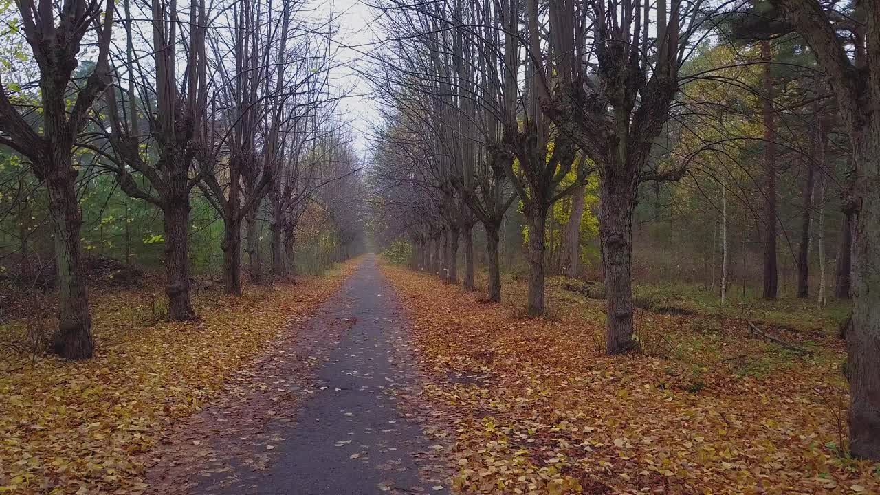 Introducerende udsigt over efterårets lindetræsallé, bladløse træer, tom sti, gule lindetræsblade på jorden, idyllisk naturscene med løvfald, stigende droneoptagelse der bevæger sig fremad