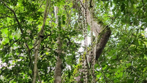 lone mantled howler monkey moves through the jungle canopy with help of branches and vines