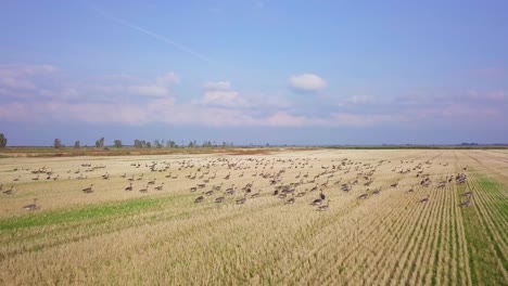 Aerial-view-of-a-large-flock-of-bean-goose-taking-up-in-the-air,-yellow-agricultural-field,-sunny-autumn-day,-autumn-bird-migration,-low-wide-angle-drone-shot-moving-forward