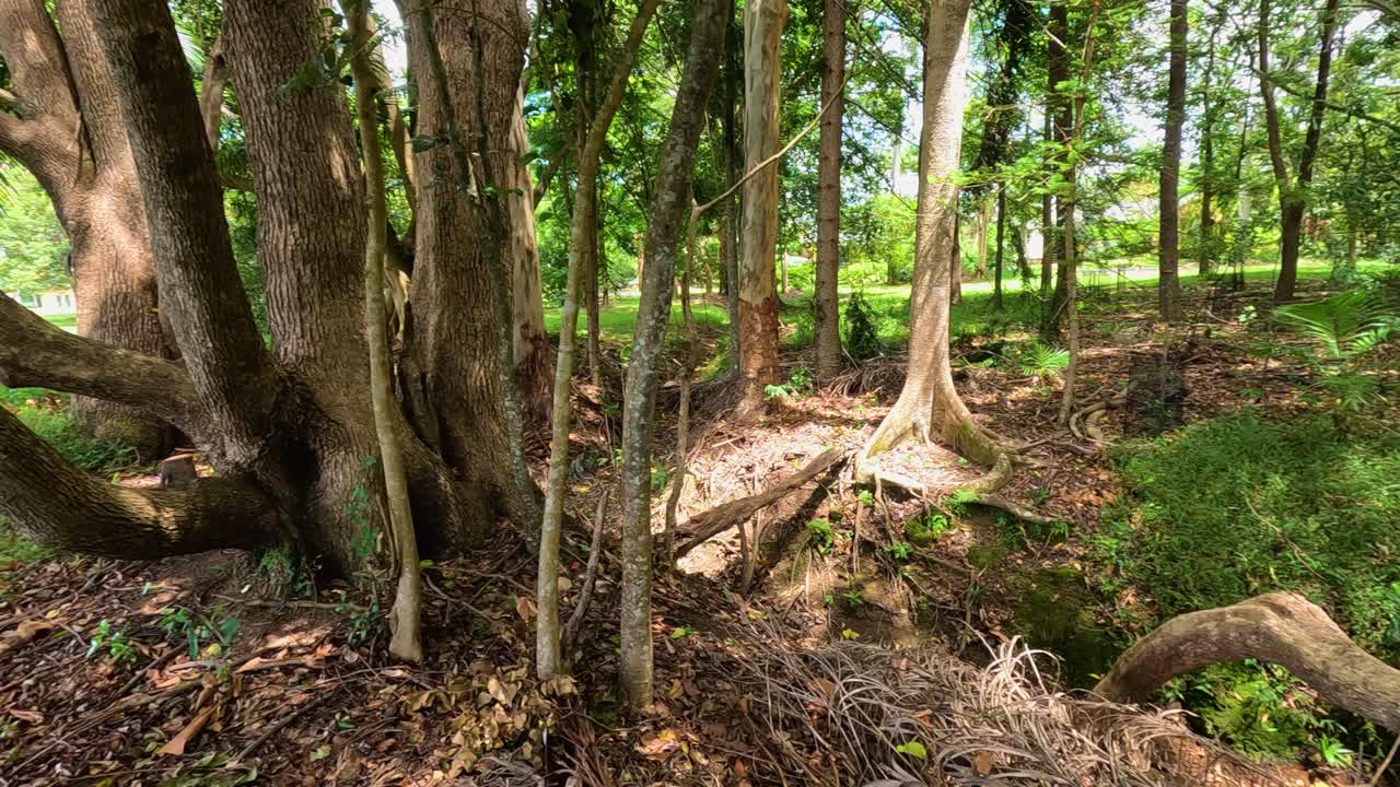 Lush forest scene with prominent tree roots and dry creek bed, captured in natural daylight with vibrant greenery