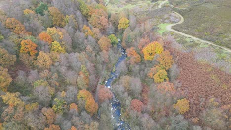 Ein-Ruhiger-Winterwald-Mit-Einem-Langsamen-Bach,-Goldenen-Eichen-Und-Abgefallenen-Blättern-Bietet-Eine-Friedliche-Und-Entspannende-Szene