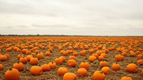 A Vast Field of Vibrant Orange Pumpkins Under a Cloudy Sky Captured in Two Frames, Revealing the Abundance of Autumn Harvest and Seasonal Beauty