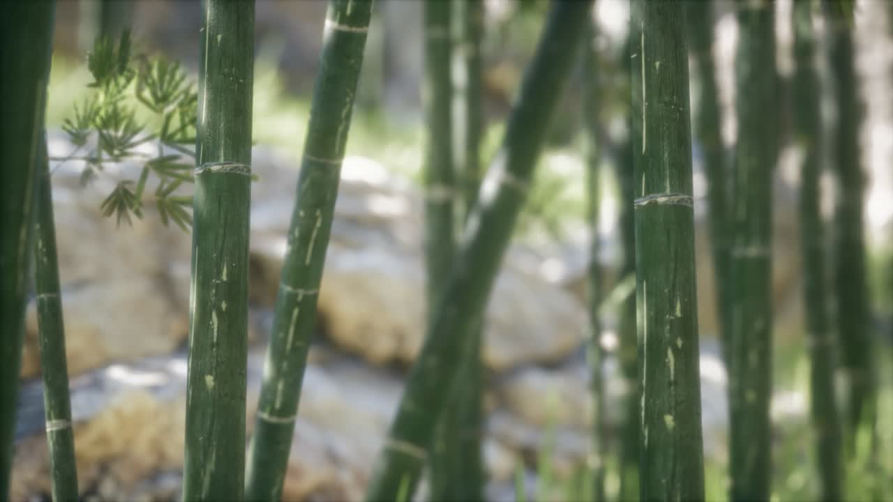 초록색 대나무 숲 배경