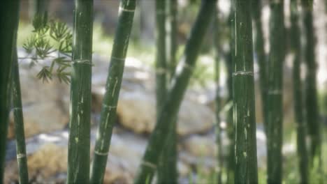 green bamboo trees forest background