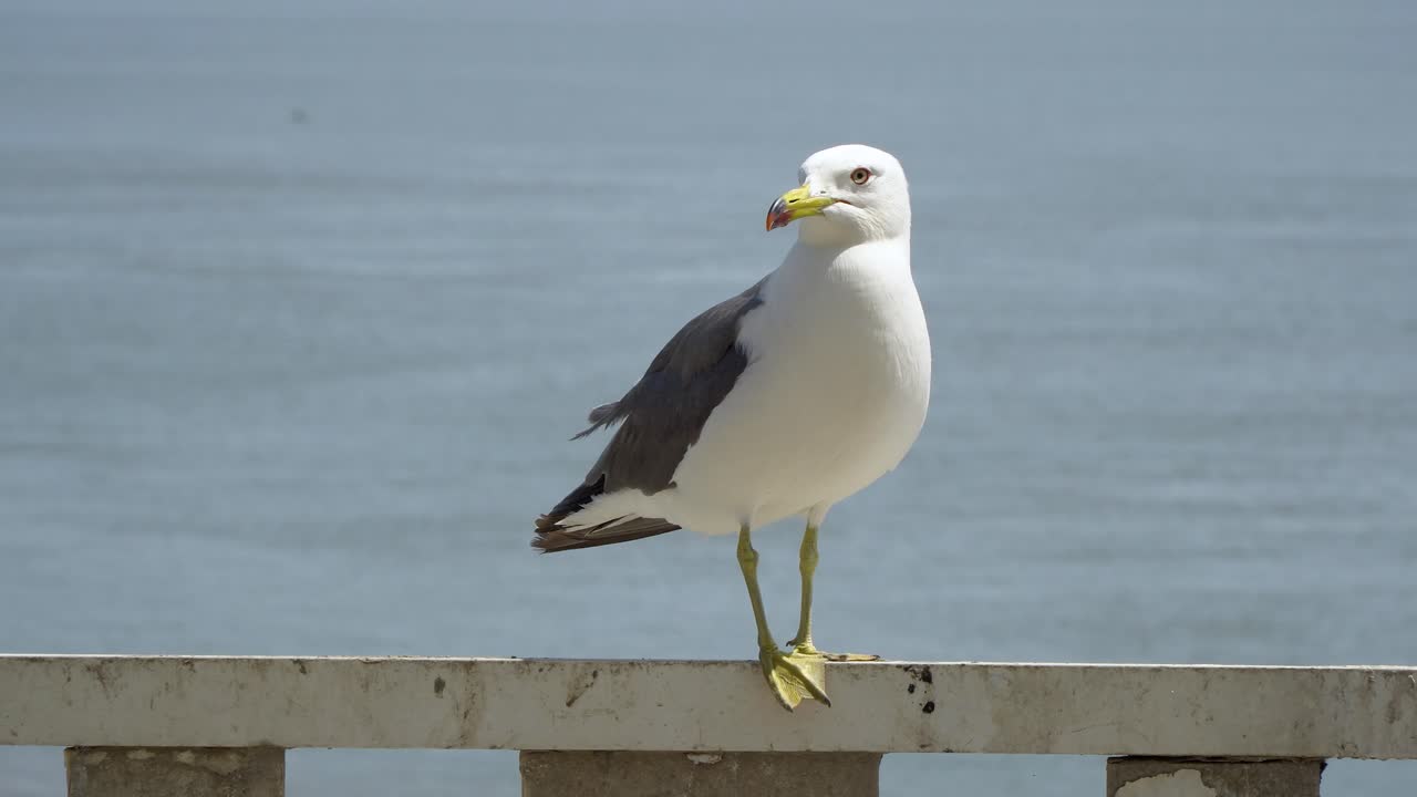 gaviota de cola negra sola en la costa de la isla de ganghwado en corea con mar en calma en el fondo