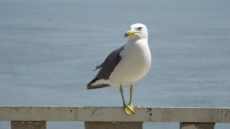 Schwarzschwanzmöwe-Allein-In-Der-Küstenlinie-Der-Insel-Ganghwado-In-Korea-Mit-Ruhigem-Meer-Im-Hintergrund