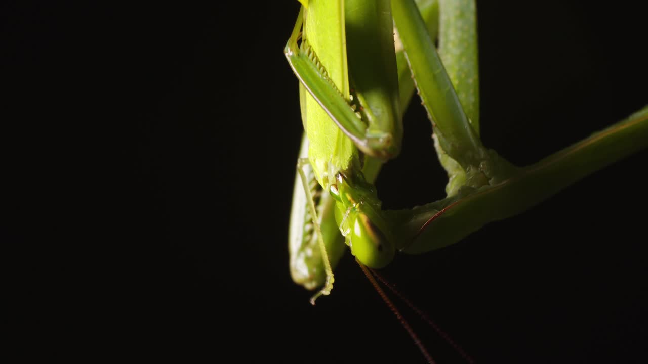 Green Praying mantis feeding on a captured Green Grasshopper in super closeup , victim devour