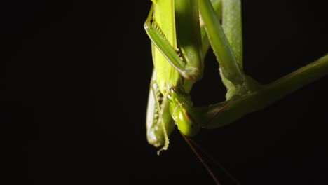 mantis religiosa verde alimentándose de un saltamontes verde capturado en super primer plano, víctima devorada