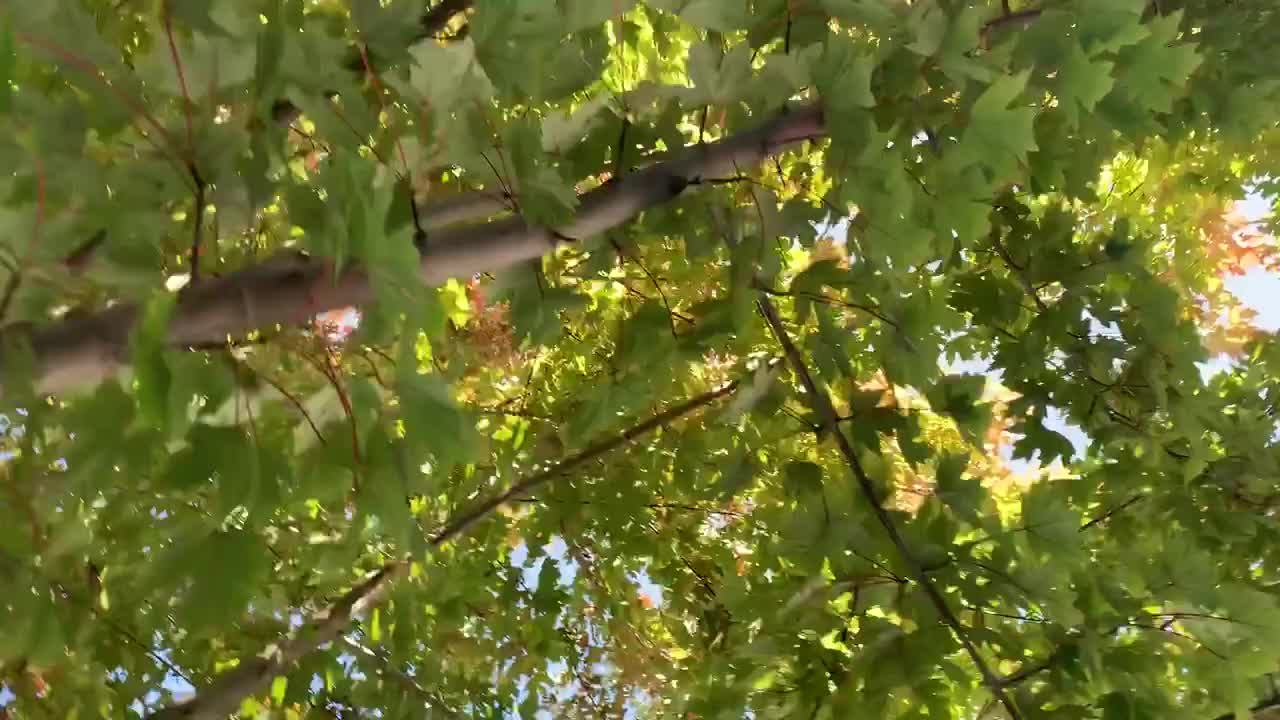 hd 가을 단풍 자연 비디오