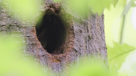 birds - great spotted woodpecker chick peeks out from nest hole in tree