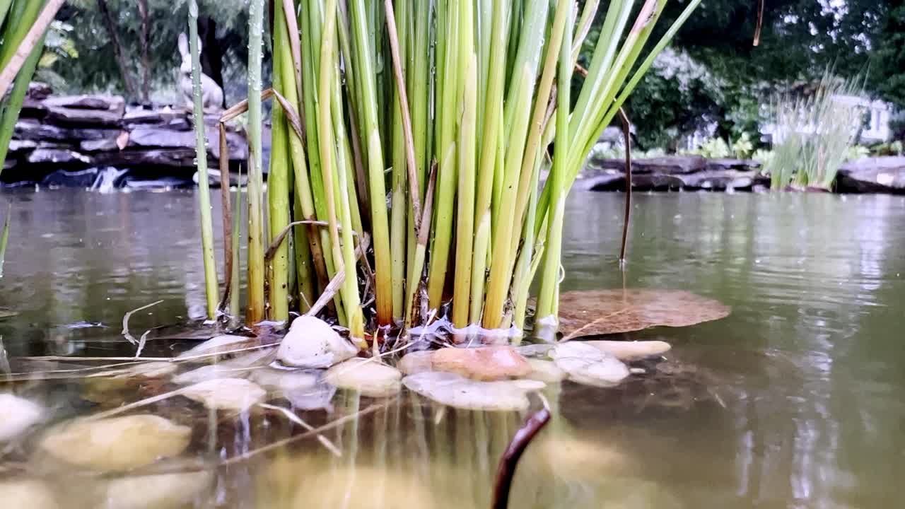 hierba alta en el estanque del patio trasero
